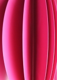 Eclosion d'un rêve rose